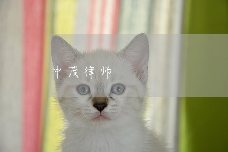 中茂律师