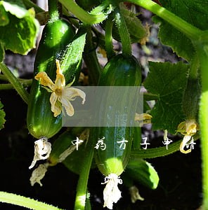 中药方子申请专利需要什么过程 中药方子申请专利需要什么过程