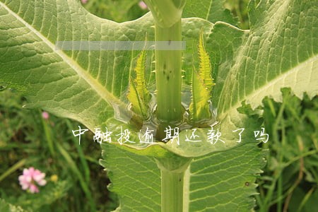 中融投逾期还款了吗 中融投逾期还款了吗