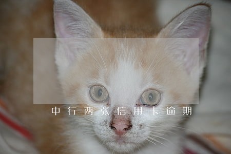 中行两张信用卡逾期 中行两张信用卡逾期
