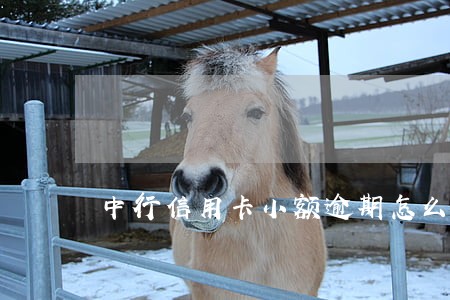 中行信用卡小额逾期怎么办 中行信用卡小额逾期怎么办