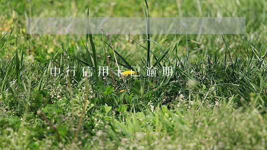 中行信用卡已逾期 中行信用卡已逾期