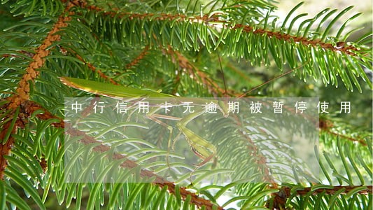 中行信用卡无逾期被暂停使用