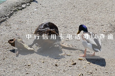 中行信用卡电话可以查逾期