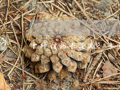 中行信用卡逾期2年怎么办 中行信用卡逾期2年怎么办