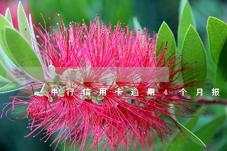 中行信用卡逾期4个月报案还清