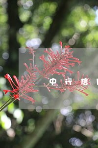 中行信用卡逾期5天