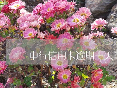 中行信用卡逾期一天可以吗