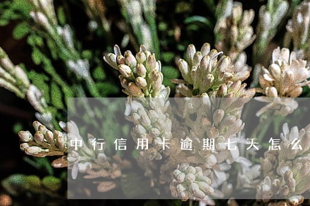 中行信用卡逾期七天怎么办 中行信用卡逾期七天怎么办