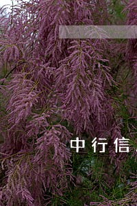 中行信用卡逾期上征信吗 中行信用卡逾期上征信吗