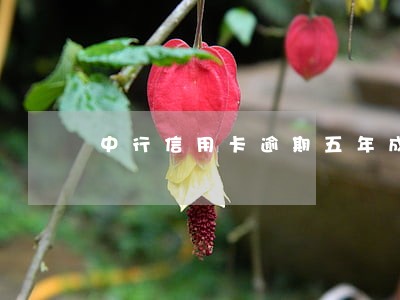 中行信用卡逾期五年成呆账了 中行信用卡逾期五年成呆账了
