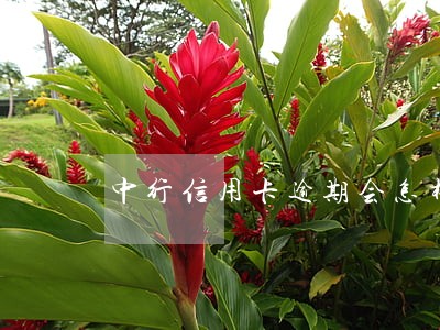 中行信用卡逾期会怎样