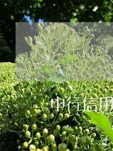 中行信用卡逾期入账 中行信用卡逾期入账