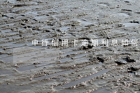 中行信用卡逾期利息如何算 中行信用卡逾期利息如何算