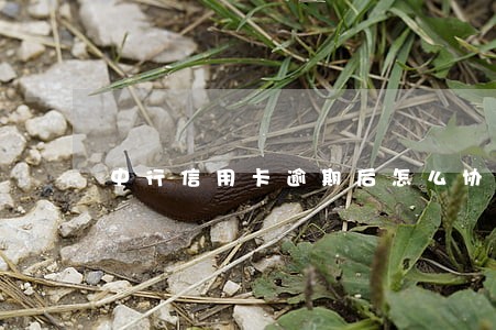 中行信用卡逾期后怎么协商分期 中行信用卡逾期后怎么协商分期