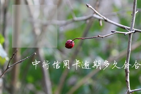 中行信用卡逾期多久会合呆