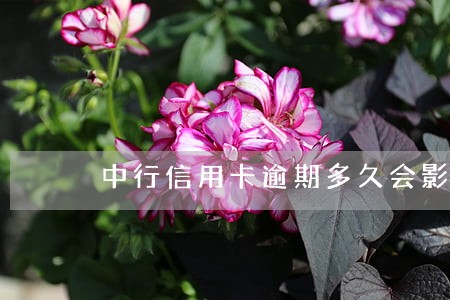 中行信用卡逾期多久会影响征信吗 中行信用卡逾期多久会影响征信吗