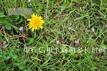 中行信用卡逾期多长时间上征信