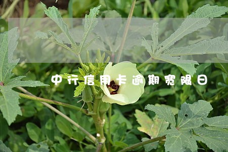 中行信用卡逾期宽限日 中行信用卡逾期宽限日