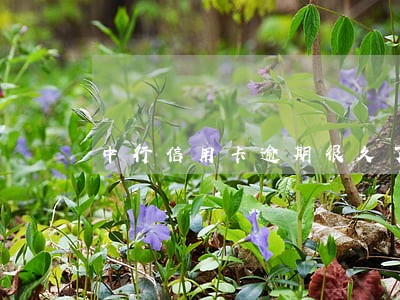 中行信用卡逾期很久了