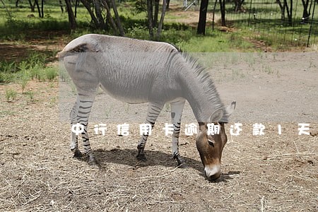 中行信用卡逾期还款1天
