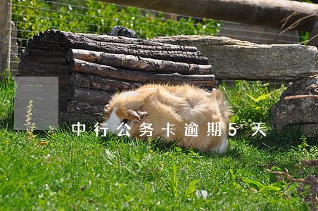 中行公务卡逾期5天 中行公务卡逾期5天