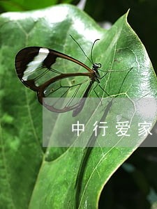中行爱家分期信用卡逾期 中行爱家分期信用卡逾期