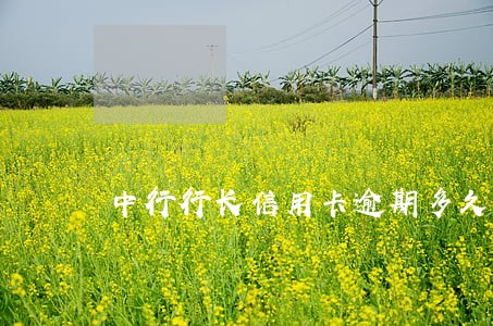 中行行长信用卡逾期多久上征信