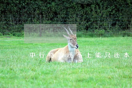中行贷款还不上能只还本金么 中行贷款还不上能只还本金么