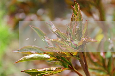 中行贷款逾期1天上人行征信 中行贷款逾期1天上人行征信