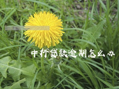中行贷款逾期怎么办