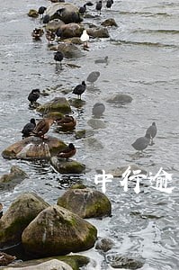 中行逾期20天 中行逾期20天