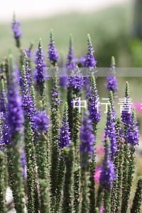 中行青春e贷逾期2年 中行青春e贷逾期2年