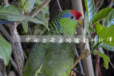 中西区专业赔偿金纠纷律师 中西区专业赔偿金纠纷律师