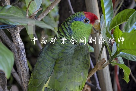 中西矿业合同纠纷律师 中西矿业合同纠纷律师