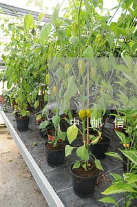 中邮信用卡逾期一天上征信吗 中邮信用卡逾期一天上征信吗