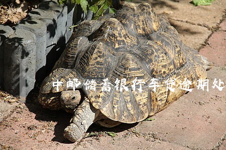 中邮储蓄银行车贷逾期处理方案 中邮储蓄银行车贷逾期处理方案