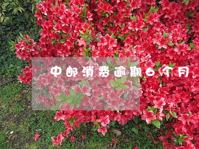 中邮消费逾期6个月 中邮消费逾期6个月
