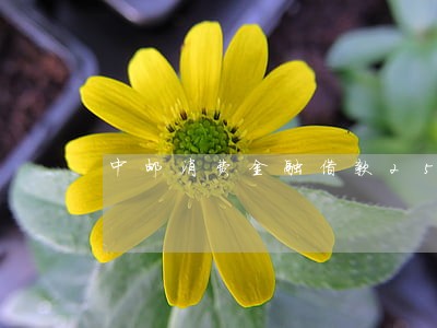 中邮消费金融借款2500逾期 中邮消费金融借款2500逾期
