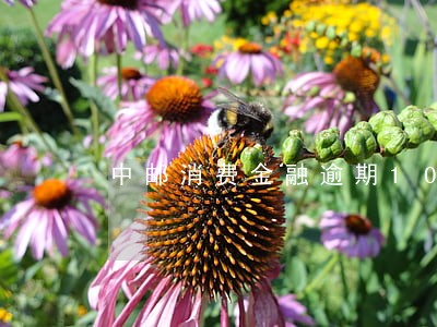 中邮消费金融逾期10天严重吗 中邮消费金融逾期10天严重吗
