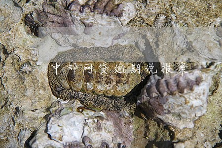 中邮网贷逾期说报案 中邮网贷逾期说报案
