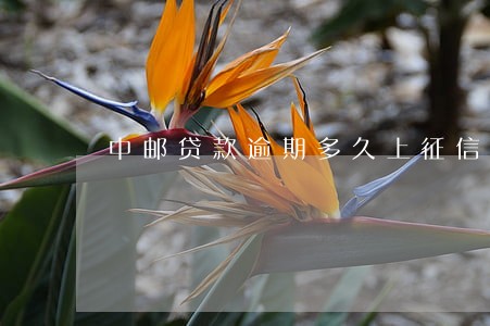 中邮贷款逾期多久上征信 中邮贷款逾期多久上征信