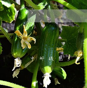中邮钱包58000逾期半年 中邮钱包58000逾期半年