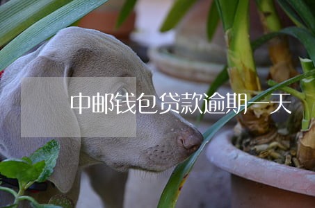 中邮钱包贷款逾期一天 中邮钱包贷款逾期一天