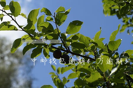 中邮钱包逾期4万逾期3个月 中邮钱包逾期4万逾期3个月