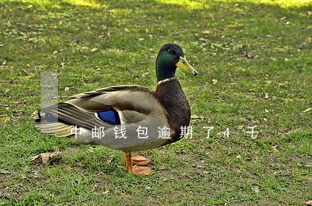 中邮钱包逾期了4千 中邮钱包逾期了4千