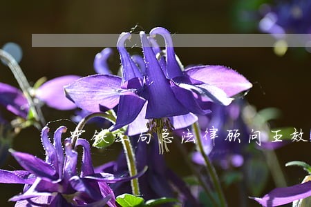 中铁三局总法律顾问王效国