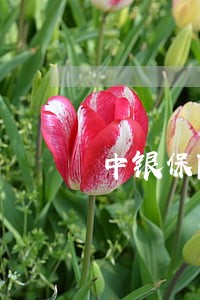 中银保险163元都逾期 中银保险163元都逾期