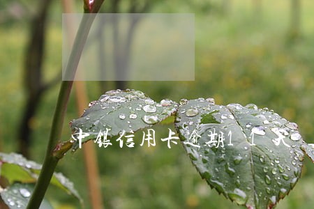 中银信用卡逾期11天 中银信用卡逾期11天