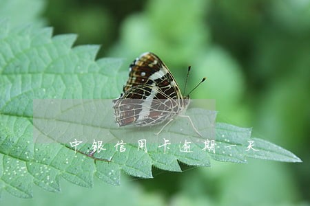 中银信用卡逾期一天 中银信用卡逾期一天